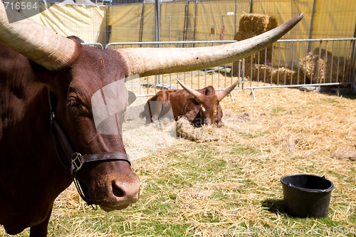 Image of Watussi buffalo