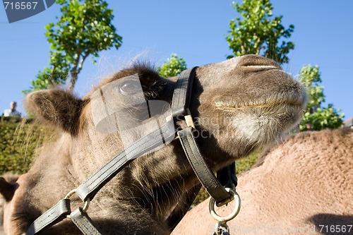 Image of Camel head