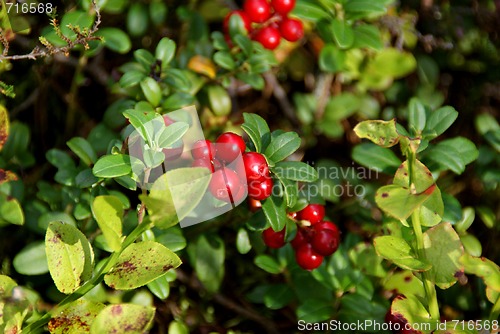 Image of Lingonberries