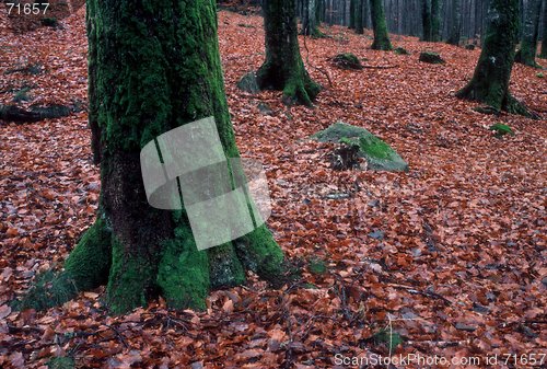 Image of Green tree in the autumn