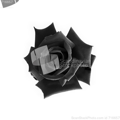 Image of Black rose