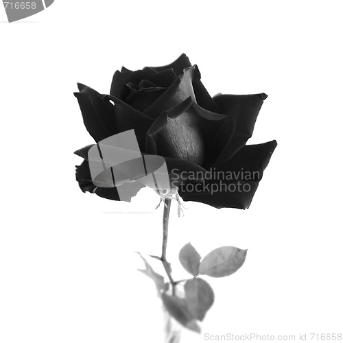 Image of Black rose