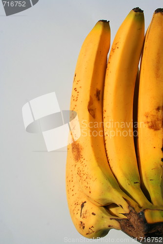 Image of Bananas