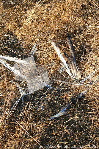 Image of Bird Feathers