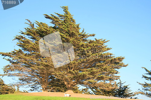 Image of Dog Under the Tree