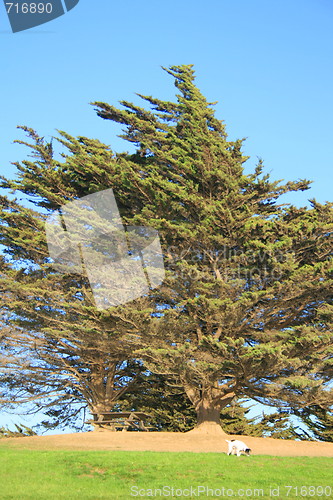 Image of Dog Under the Tree