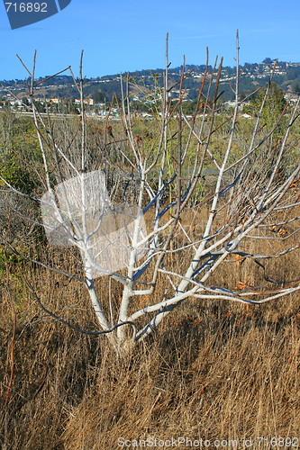 Image of Dry Plant