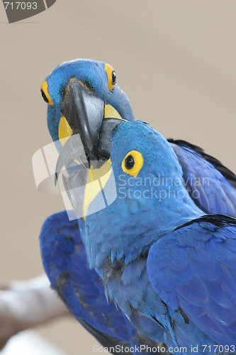 Image of blue parrot