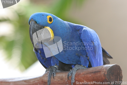 Image of blue parrot