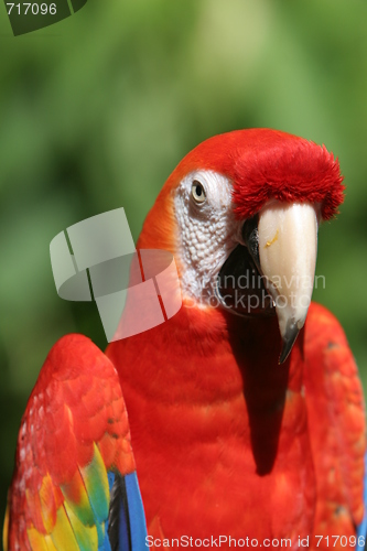 Image of red parrot