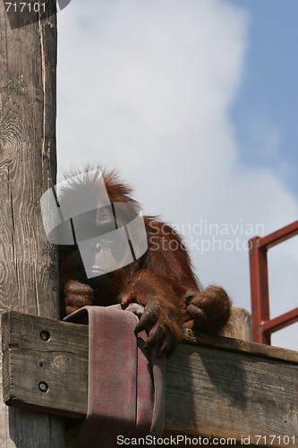 Image of orangutan