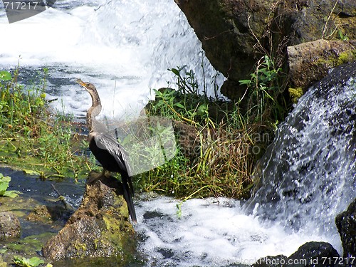 Image of Waterbirds