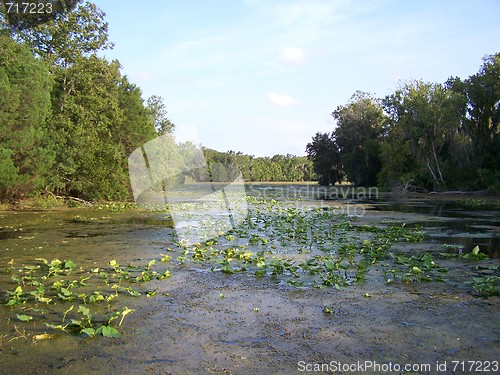 Image of swamp