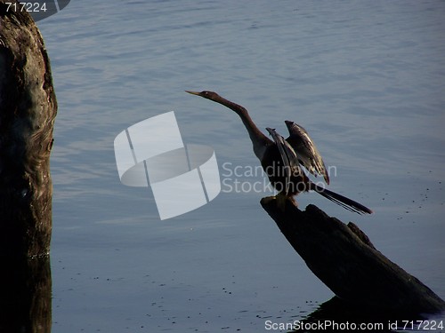 Image of waterbirds