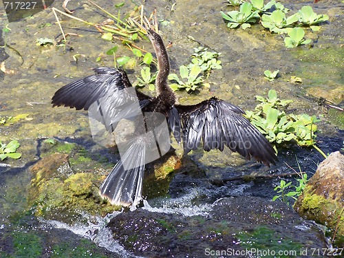 Image of waterbirds