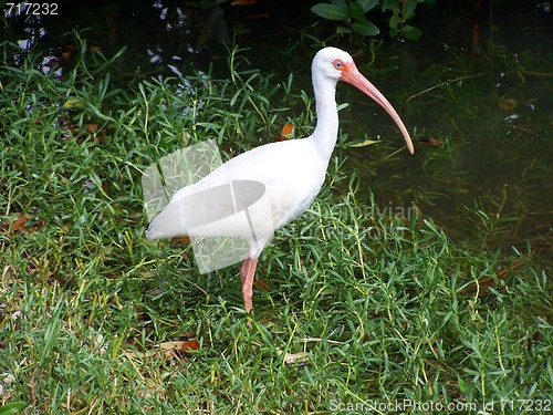 Image of waterbirds