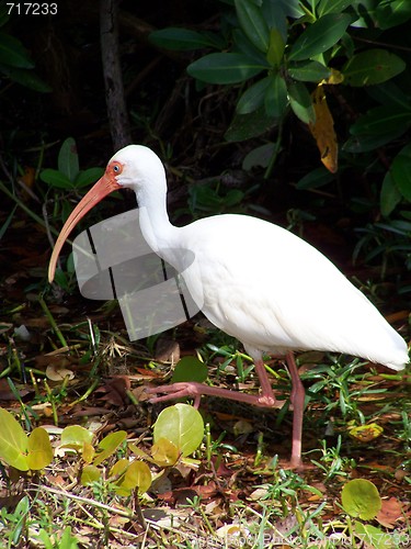 Image of waterbirds