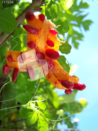 Image of flower