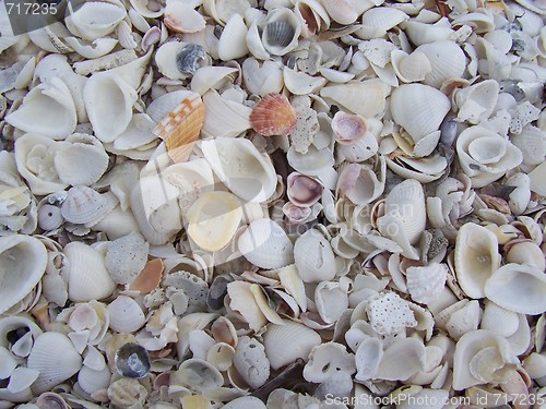 Image of mussels