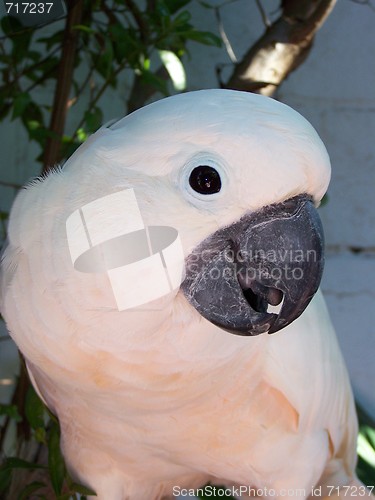 Image of White parrot