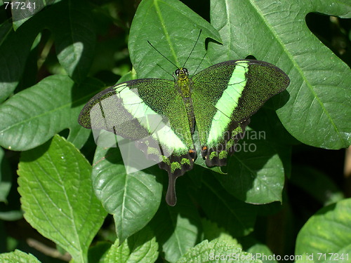 Image of Green Butterfly