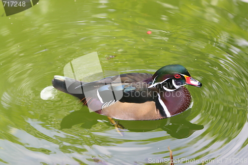 Image of waterbird