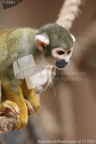 Image of monkey