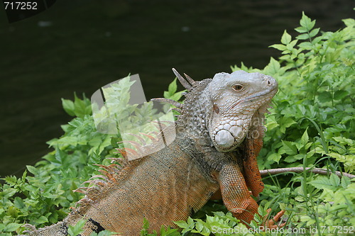 Image of reptile