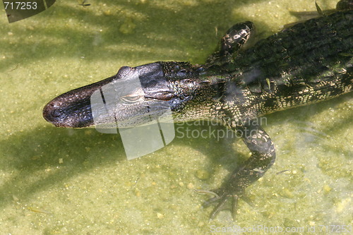 Image of alligator