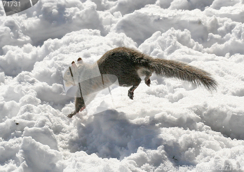 Image of Flying Squirrel