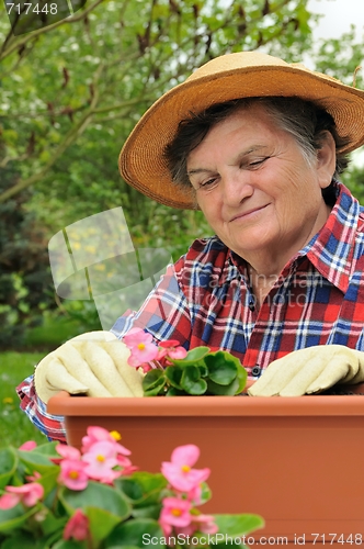 Image of Senior woman - gardening