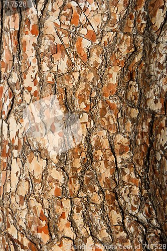 Image of Pine tree bark texture