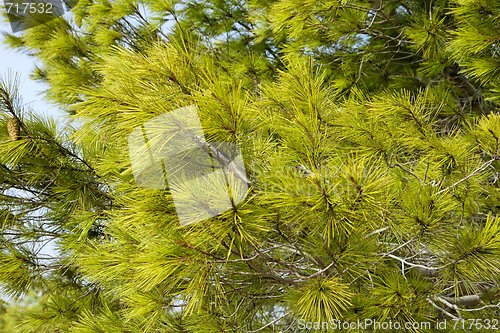 Image of Green pine needles background