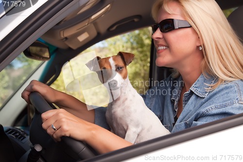 Image of Jack Russell Terrier Enjoying a Car Ride