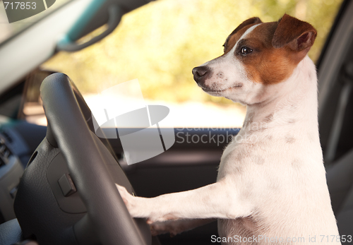 Image of Jack Russell Terrier Enjoying a Car Ride