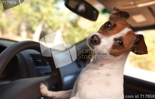 Image of Jack Russell Terrier Enjoying a Car Ride