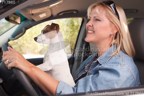 Image of Jack Russell Terrier Enjoying a Car Ride