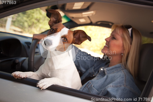 Image of Jack Russell Terrier Enjoying a Car Ride