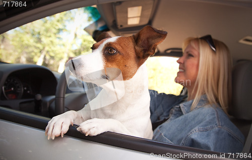 Image of Jack Russell Terrier Enjoying a Car Ride