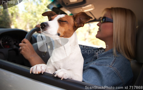 Image of Jack Russell Terrier Enjoying a Car Ride
