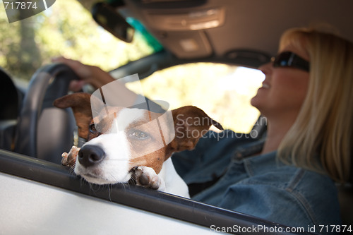 Image of Jack Russell Terrier Enjoying a Car Ride