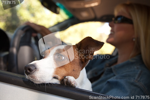 Image of Jack Russell Terrier Enjoying a Car Ride