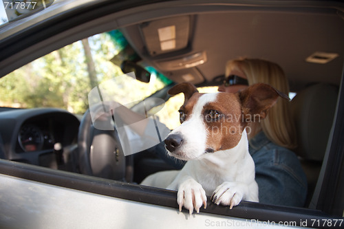 Image of Jack Russell Terrier Enjoying a Car Ride