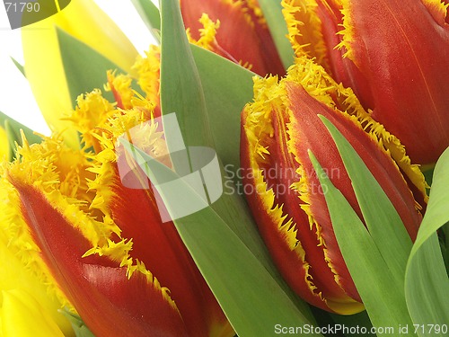 Image of red tulips