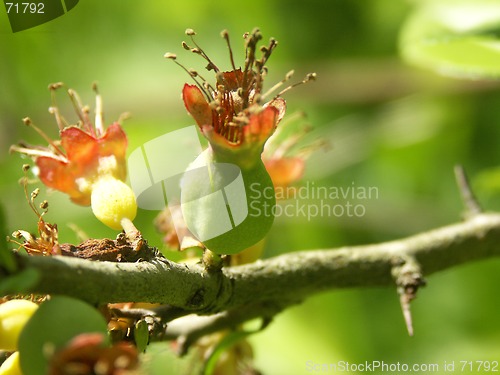 Image of Japanese quince