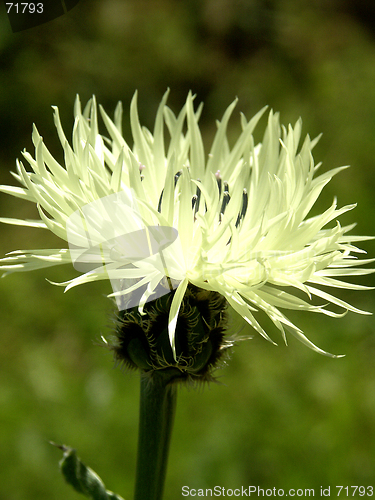 Image of Cornflower