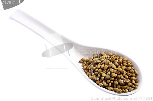 Image of Coriander on a spoon