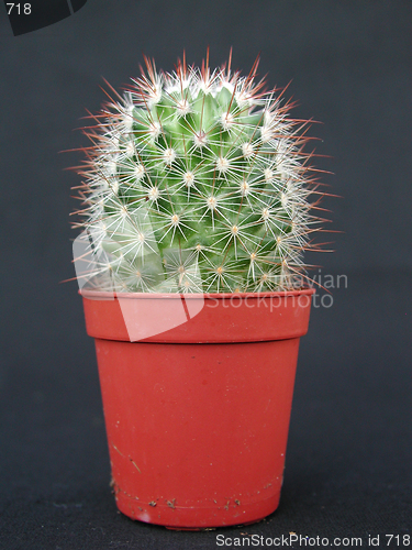 Image of Cactus