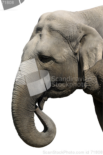 Image of Elephant