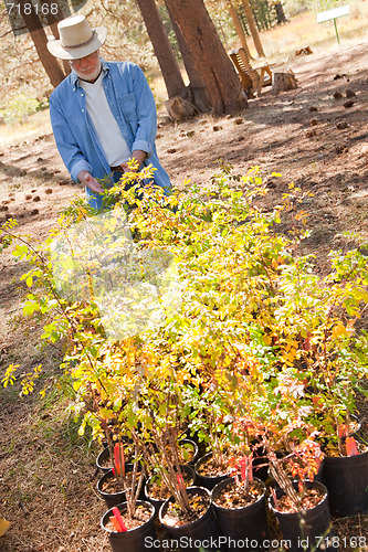 Image of Attractive Senior Man Overlooking Potted Plants 